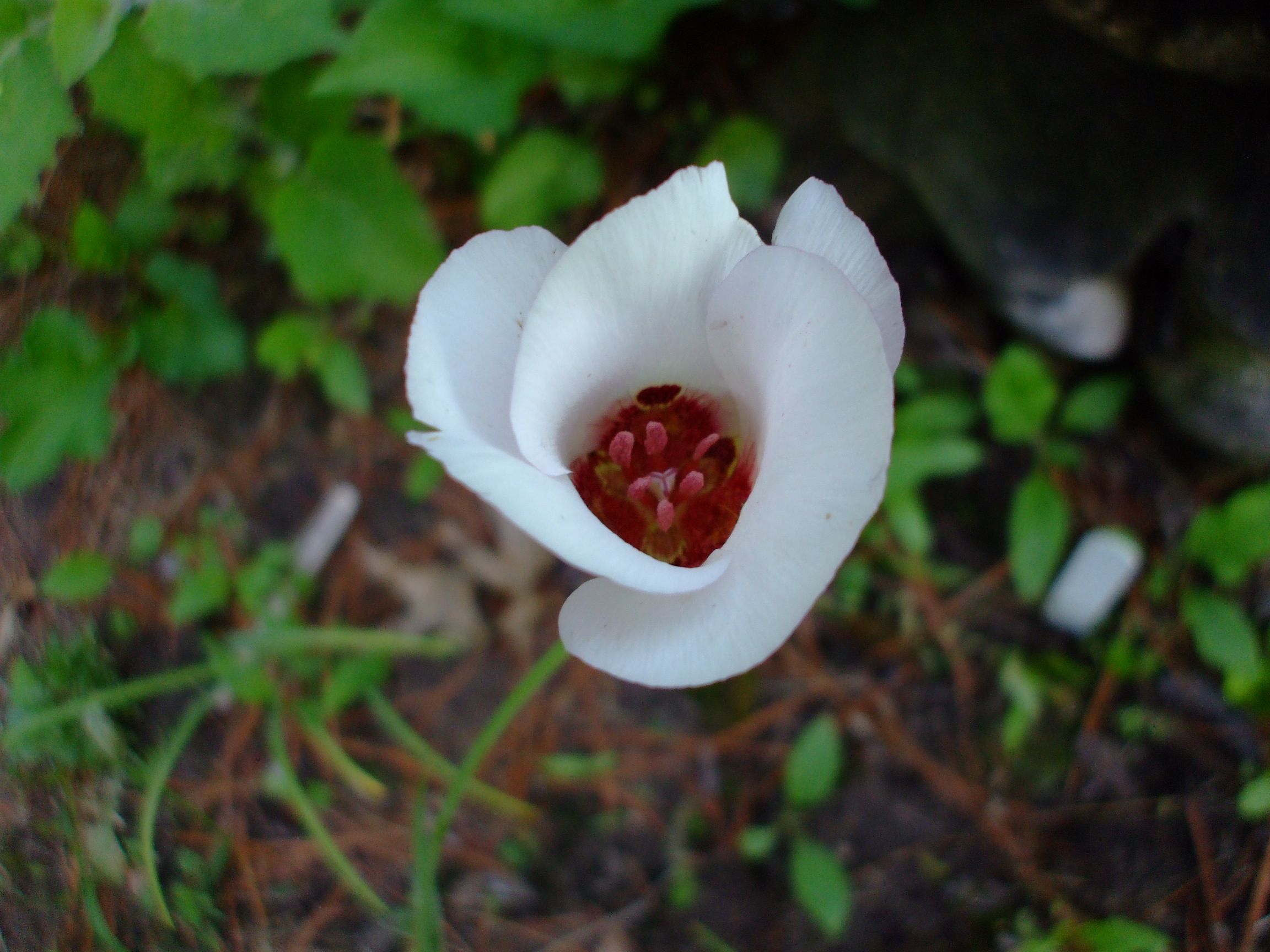 Calochortus simulans